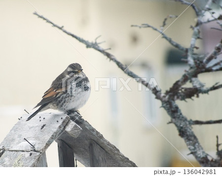 つぐみin釧路 136042981