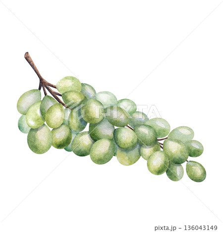 Watercolor green grape bunch on branch, isolated on white background. Perfect for wine labels, food packaging, menu design, winery projects, botanical illustrations, summer harvest concepts 136043149