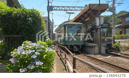 紫陽花と江ノ電 稲村ヶ崎駅 紫陽花と江ノ電 稲村ヶ崎駅 136043270