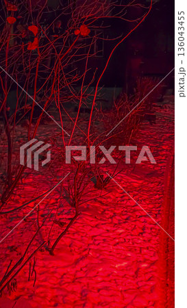 Trees and snow in the courtyard, under artistic red lighting. Winter evening. 136043455