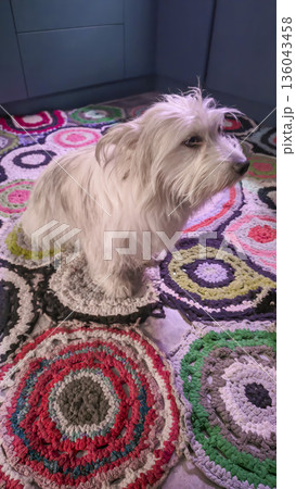 A dog, a domestic pet, sits on a soft carpet and waits for food. Pet care. A dog, a domestic pet, sits on a soft carpet and waits for food. Pet care. 136043458