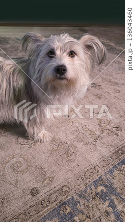 A dog, a domestic pet, sits on a soft carpet and waits for food. Pet care. 136043460