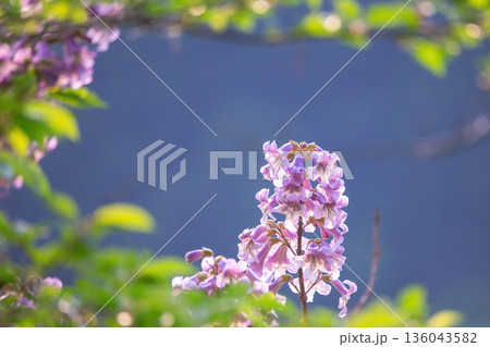 桐の花 136043582