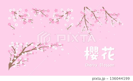 Pink Cherry Blossom Branch Collection. Set of Isolated Spring Sakura Vector Elements Pink Cherry Blossom Branch Collection. Set of Isolated Spring Sakura Vector Elements 136044199