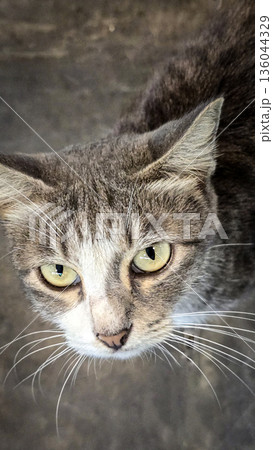 Domestic cat, showcasing expressive yellow green eyes, fine whiskers, and mottled gray fur. Perfect for pet, wildlife, and lifestyle stock collections Domestic cat, showcasing expressive yellow green eyes, fine whiskers, and mottled gray fur. Perfect for pet, wildlife, and lifestyle stock collections 136044329