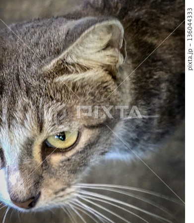 Domestic cat, showcasing expressive yellow green eyes, fine whiskers, and mottled gray fur. Perfect for pet, wildlife, and lifestyle stock collections Domestic cat, showcasing expressive yellow green eyes, fine whiskers, and mottled gray fur. Perfect for pet, wildlife, and lifestyle stock collections 136044333