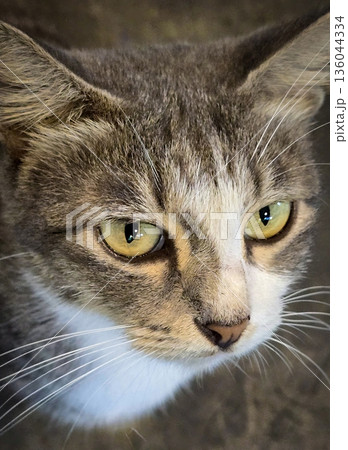 Domestic cat, showcasing expressive yellow green eyes, fine whiskers, and mottled gray fur. Perfect for pet, wildlife, and lifestyle stock collections Domestic cat, showcasing expressive yellow green eyes, fine whiskers, and mottled gray fur. Perfect for pet, wildlife, and lifestyle stock collections 136044334