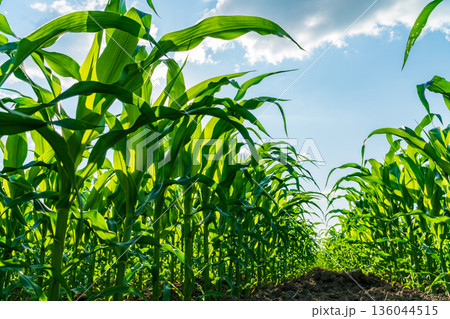 Golden rays of the sun dance through tall corn plants, showcasing the rich growth and vitality of a thriving maize crop on a warm summer day Golden rays of the sun dance through tall corn plants, showcasing the rich growth and vitality of a thriving maize crop on a warm summer day 136044515
