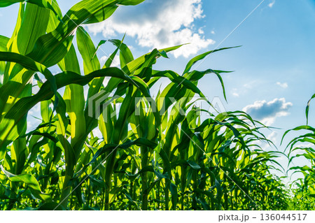 Lush corn plants stretch skyward under a bright blue sky, signaling a successful growth season for the upcoming harvest Lush corn plants stretch skyward under a bright blue sky, signaling a successful growth season for the upcoming harvest 136044517