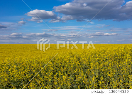 Fields of blooming rapeseed stretch toward the horizon, showcasing a sea of yellow flowers beneath a stunning sky 136044529