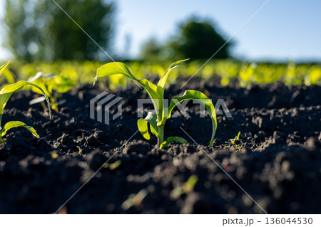 Green corn sprouts emerge from dark soil, basking in sunlight as a vibrant new crop begins its growth in a peaceful agricultural field Green corn sprouts emerge from dark soil, basking in sunlight as a vibrant new crop begins its growth in a peaceful agricultural field 136044530