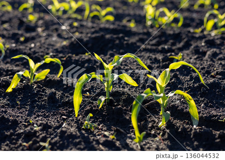 Vibrant corn sprouts push through fertile soil, reaching for the sun, marking the beginning of a flourishing crop season in the field Vibrant corn sprouts push through fertile soil, reaching for the sun, marking the beginning of a flourishing crop season in the field 136044532