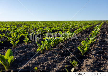 Sunlight bathes the lush green sugar beet plants as they grow in neat rows across the expansive field, showcasing agricultural beauty 136044538