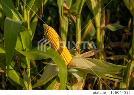 Sunlight illuminates ripe corn cobs in a lush field, showcasing the fruits of hard work and agricultural growth during harvest time Sunlight illuminates ripe corn cobs in a lush field, showcasing the fruits of hard work and agricultural growth during harvest time 136044553