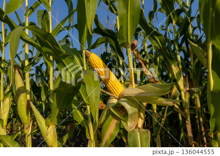 Tall green plants surround ripe, golden ears of corn basking in the sunlight, promising a bountiful harvest in the fields Tall green plants surround ripe, golden ears of corn basking in the sunlight, promising a bountiful harvest in the fields 136044555