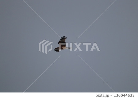 天高く舞い上がる鳶 天高く舞い上がる鳶 136044635