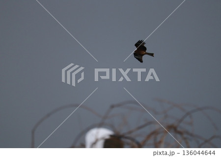 天高く舞い上がる鳶 136044644