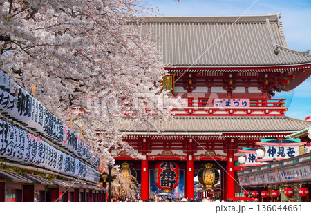 東京・浅草寺　満開の桜 136044661