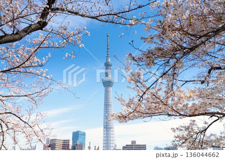 東京・隅田公園と 東京スカイツリー　満開の桜 136044662