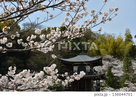 勧修寺　さくらと観音堂(京都市山科区) 136044701