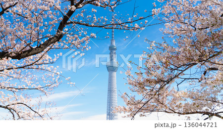 東京・隅田公園と 東京スカイツリー 満開の桜 東京・隅田公園と 東京スカイツリー 満開の桜 136044721