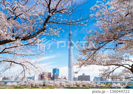 東京・隅田公園と 東京スカイツリー 満開の桜 東京・隅田公園と 東京スカイツリー 満開の桜 136044722