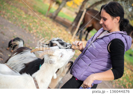 Middle Aged Woman Feeding Goats by Hand in Autumn Yard Middle Aged Woman Feeding Goats by Hand in Autumn Yard 136044876
