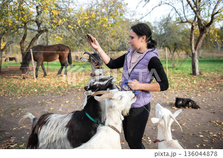 Middle Aged Woman Feeding Goats While Standing Calmly Outdoors Middle Aged Woman Feeding Goats While Standing Calmly Outdoors 136044878