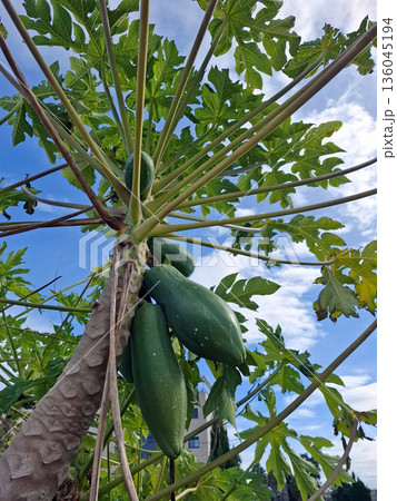 Papaya fruits are growing on a tree in Spain. The fruits are still green and hanging from branches. Bright sky can be seen in the background. Papaya fruits are growing on a tree in Spain. The fruits are still green and hanging from branches. Bright sky can be seen in the background. 136045194