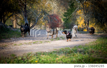 Group Of Dogs Running Freely Outdoors 136045285
