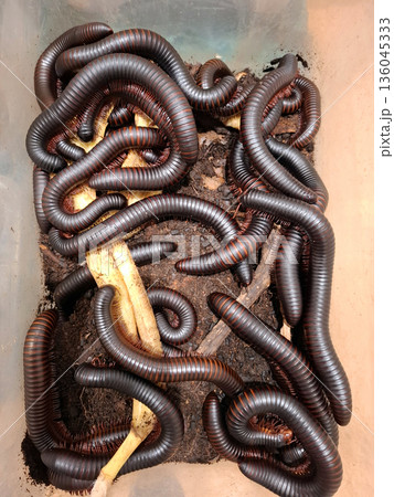 Many giant tropical millipedes are moving around in a terrarium filled with soil and wooden pieces. They are exploring their environment in a natural setting. 136045333