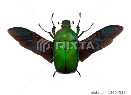 A green beetle with black wings is isolated on a white background. This beetle belongs to the species Dicronorhina micans and displays unique colors and body structure. A green beetle with black wings is isolated on a white background. This beetle belongs to the species Dicronorhina micans and displays unique colors and body structure. 136045334