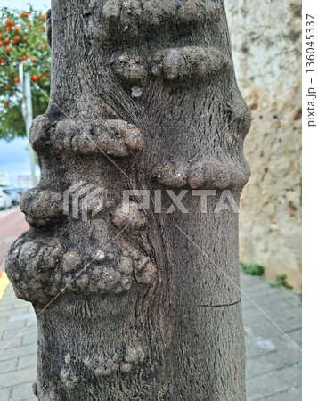 An orange tree trunk shows growths often linked to tree diseases. These growths can impact the health of the tree. The trunk stands near a sidewalk. An orange tree trunk shows growths often linked to tree diseases. These growths can impact the health of the tree. The trunk stands near a sidewalk. 136045337