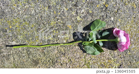 A rose with faded petals lies flat on a concrete slab. The surface is covered with green moss, indicating a mixture of nature and urban elements. Bright lighting highlights the details. A rose with faded petals lies flat on a concrete slab. The surface is covered with green moss, indicating a mixture of nature and urban elements. Bright lighting highlights the details. 136045505