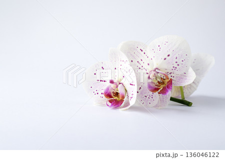White orchid bouquet with purple spotted blooms on a clean white background for elegant floral photography White orchid bouquet with purple spotted blooms on a clean white background for elegant floral photography 136046122