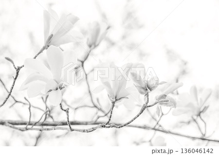 White magnolia flowers on a delicate branch with soft high key lighting Demonstration Color of the Year 2026 136046142