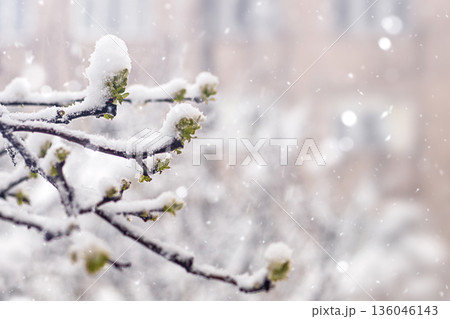 Snowy branch with frost and budding leaves in soft winter light. Demonstration Color of the Year 2026 136046143