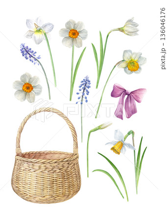 Watercolor botanical set with white daffodils, blue muscari, pink ribbon and wicker basket. Soft hand-painted style for spring cards, invitations, packaging, prints and decor Watercolor botanical set with white daffodils, blue muscari, pink ribbon and wicker basket. Soft hand-painted style for spring cards, invitations, packaging, prints and decor 136046176