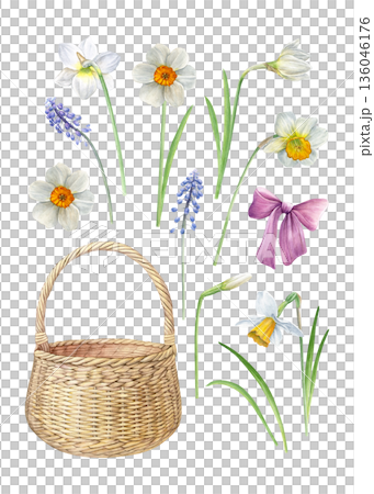 Watercolor botanical set with white daffodils, blue muscari, pink ribbon and wicker basket. Soft hand-painted style for spring cards, invitations, packaging, prints and decor Watercolor botanical set with white daffodils, blue muscari, pink ribbon and wicker basket. Soft hand-painted style for spring cards, invitations, packaging, prints and decor 136046176