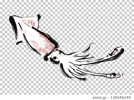 烏賊の和風筆イラスト素材 136046249