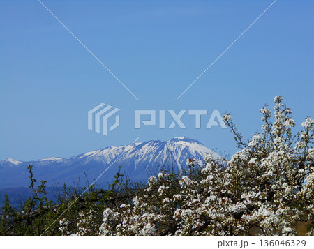 岩手山と満開の梨の花 青空の岩手県春の風景 岩手山と満開の梨の花 青空の岩手県春の風景 136046329