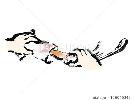 烏賊を引き抜いて捌く和風筆イラスト素材 136046345