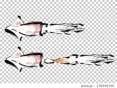 日式毛筆插畫素材，描繪了魷魚的取出和切割過程 136046346
