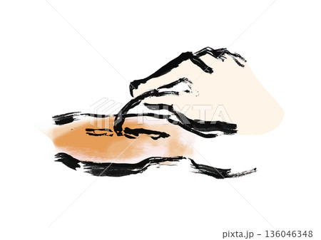 烏賊を捌く和風筆イラスト素材 136046348