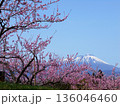 快晴の空と冠雪の岩手山 桃の花が咲き誇る果樹園 136046460