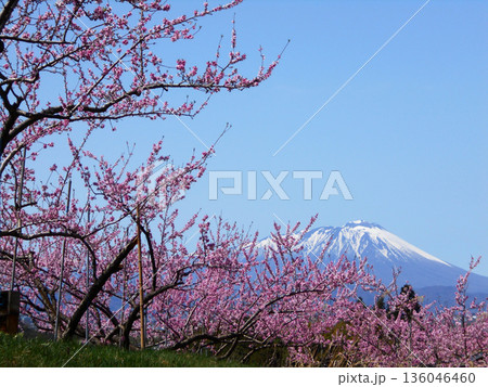 快晴の空と冠雪の岩手山 桃の花が咲き誇る果樹園 快晴の空と冠雪の岩手山 桃の花が咲き誇る果樹園 136046460