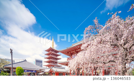 春の浅草寺、五重塔と桜 春の浅草寺、五重塔と桜 136046583