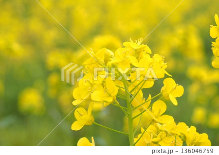 花畑の黄色い菜の花 136046759