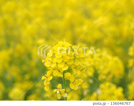 黄色い菜の花 136046767