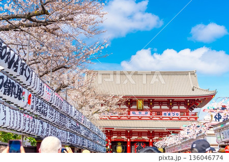 東京・浅草寺の桜 東京・浅草寺の桜 136046774